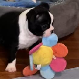 Boston Terrier Puppies from Angie's Little Bostons