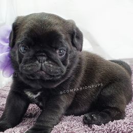Pug Puppies from Companion Pups