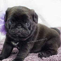 Pug Puppies from Companion Pups