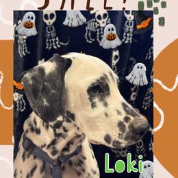 AKC LUA Loki - White and black male Dalmatian puppy in Las Vegas, Nevada from 101 Dew Dream Valley Dalmatians