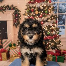 Reese - Tri-color female Bernedoodle puppy in Beecher, Illinois from Erica’s Doodles