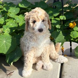 Bingo - Yellow and white female Bernedoodle puppy in Sparrows Point, Maryland from Rosie’s Puppies