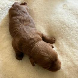 Timmy Boy 1 - Red male Assorted Doodle Crosses puppy in Churchill County Fallon, Nevada from Card Family Ranch