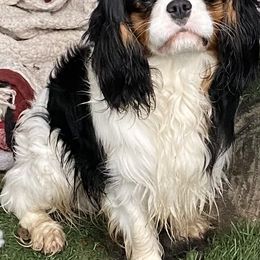 Dante - Cavalier King Charles Spaniel