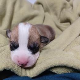Black Thumb's High Roller - Red male Pembroke Welsh Corgi puppy in Easley, South Carolina from Rachael Singletary