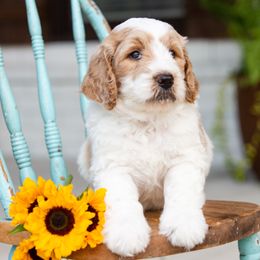 Goldendoodle Puppies from Ellie's Goldendoodles