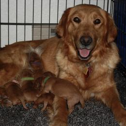 Golden Retrievers from Bethel Park Goldens