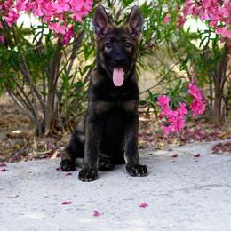 German Shepherd Puppies from Yosemite Shepherds