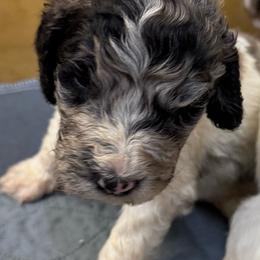 Zayla - female Newfypoo puppy in San Antonio, Texas from Mammoth Doodles