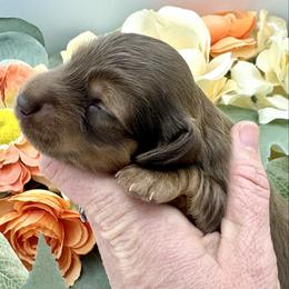 Boone - Chocolate and tan male Dachshund puppy in Exeter, California from Sawtooth Miniature Dachshunds