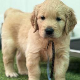 Boy Rubble - Golden male Golden Retriever puppy in Fresno, California from Warwick’s Central California Goldens