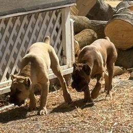 Yellow collar - Fawn female Cane Corso puppy in Morgan Hill, California from Corso Empire