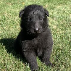 Girl 2 - Belgian Sheepdog puppy in Doylestown, Ohio from Diamante Nero
