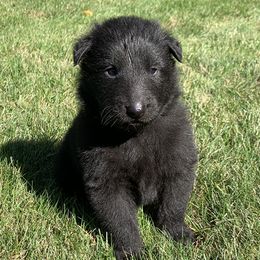 Girl 2 - Belgian Sheepdog puppy in Doylestown, Ohio from Diamante Nero