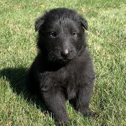 Girl 2 - Belgian Sheepdog puppy in Doylestown, Ohio from Diamante Nero