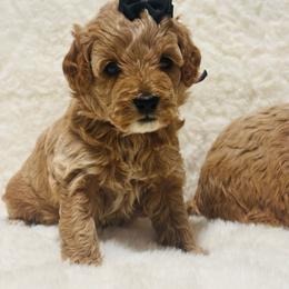 Lady Portia Featherington - Brown and tan female Cockapoo puppy in Piedmont, Oklahoma from Perdue Puppies