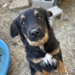 Ryver  - Miniature Australian Shepherd