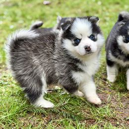 Kringle - Black and white male Pomsky puppy in Auburn, Washington from Periwinkle Pomskies