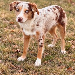 Fauna - Miniature Australian Shepherd