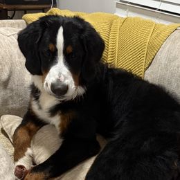 Aspen - Bernese Mountain Dog