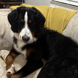Aspen - Bernese Mountain Dog