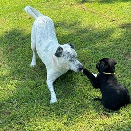 Labrador Retriever Puppies from Steele Caliber Retrievers