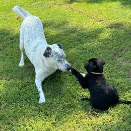 Labrador Retriever Puppies from Steele Caliber Retrievers
