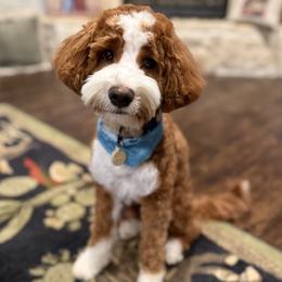 Teddy - Goldendoodle