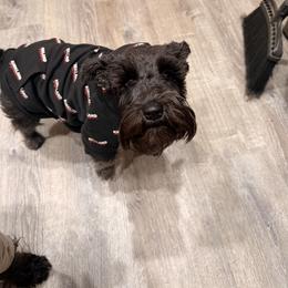 Rozzie - Miniature Schnauzer