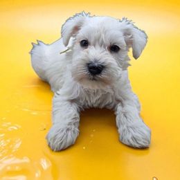 Banana - White male Miniature Schnauzer puppy in Houston, Texas from Haughton Farm