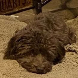 Havanese from Debbie’s Doggone Havanese Doghouse LLC