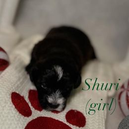 Shuri - Black female Schnoodle puppy in Monroe, North Carolina from Bred by Brennen