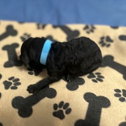 Blue Boy - Silver male Poodle puppy in East Wenatchee, Washington from Stylish Standards