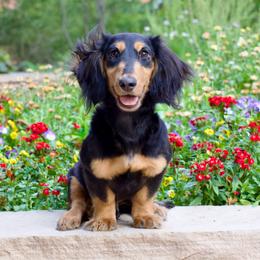Goldenbadger's What's Up Doc Ml CGC TKN VHMA FITS - Black and tan male Dachshund puppy in Cheyenne, Wyoming from Golden Badger Kennels