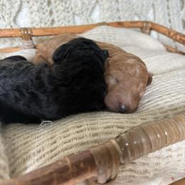 Solid apricot boy - Apricot male Poodle puppy in Anna, Texas from Sweet Country Standards