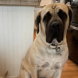Mastiffs from Whiskey Bain Mastiffs