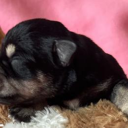 Girl 1 - Black and silver female Miniature Schnauzer puppy in Granville, Ohio from Shull Mini Schnauzers