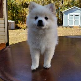 Meelo - Cream male Pomeranian puppy in Linwood, North Carolina from MJ's Pomeranians