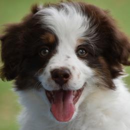 Boy 2 - male Bordoodle puppy in Tom Bean, Texas from Okie Bordoodles