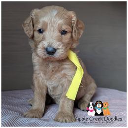 TEDDY - Multigen Goldendoodle - Medium Size - OFA-Genetics-2 Year Warranty - Microchip. Ready 11-7 - Apricot male Goldendoodle puppy in Jeddo, Michigan from Apple Creek Doodles
