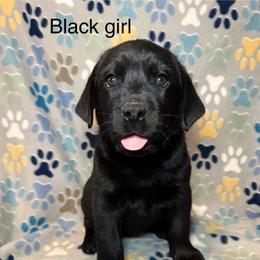 Black girl - Black female Labrador Retriever puppy in Corning, California from Raven's Labradors
