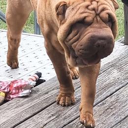 Vice - Chinese Shar-Pei