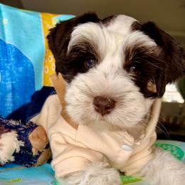 Miniature Schnauzer Puppies from LIZ FANCY SCHNAUZERS