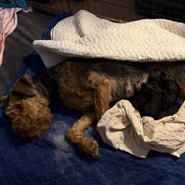 Conway - Black and tan male Airedale Terrier puppy in Thomasville, North Carolina from Beitzel Babies