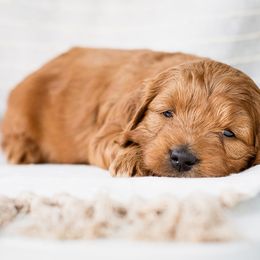 Cavapoo and Goldendoodle Puppies from BestieDoodles