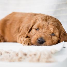 Cavapoo and Goldendoodle Puppies from BestieDoodles