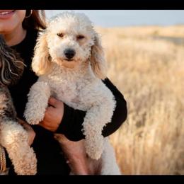 Luna (Available for Guardian Home) - White female Poodle puppy in Hemet, California from Vallevistadoodles