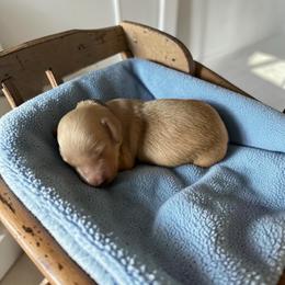 Cowboy - Cream male Dachshund puppy in Trenton, Kentucky from Promise Land Puppies