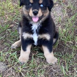 "BTF - (Belle) Roxie X Big" Australian Shepherd and Miniature Australian Shepherd Puppies from Flying S Aussies