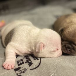 French Bulldog Puppies from Kring French Bulldogs